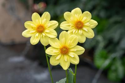 【ガーデニング】秋の主役はダリア！初心者でも楽しめる育て方と花形バリエーション（サムネイル画像10）