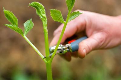 【ガーデニング】秋の主役はダリア！初心者でも楽しめる育て方と花形バリエーション（サムネイル画像18）