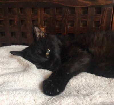 【マンガ・老猫日誌 ＃12】19歳の元保護猫・桃姐、耳掃除をする（サムネイル画像4）