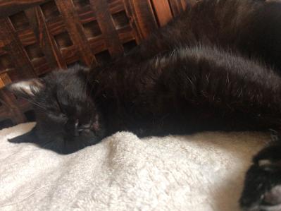 【マンガ・老猫日誌 ＃11】老猫、18歳になる。元保護猫・桃姐（サムネイル画像5）