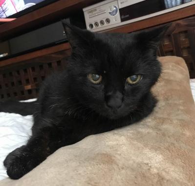 【マンガ・老猫日誌 ＃16】ウロウロ動き回る老猫…19歳の元保護猫・桃姐（サムネイル画像4）