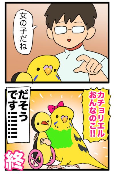 セキセイインコ　カチョ再検査と性別判明エピソード【鳥マンガ＃121】（サムネイル画像7）