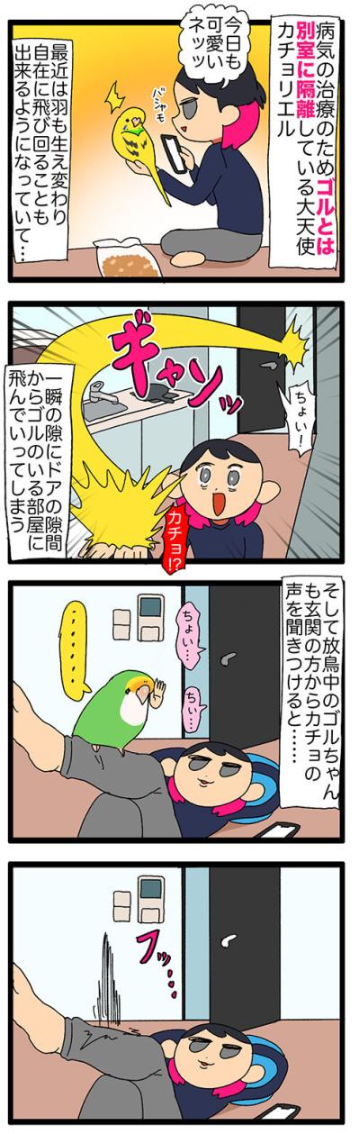 隔離越しの絆！ゴルとカチョのすれ違い日常／新人インコはスマホが好き？【鳥マンガ＃119】（サムネイル画像4）