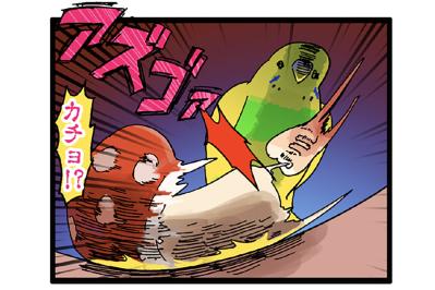 セキセイインコ　カチョ再検査と性別判明エピソード【鳥マンガ＃121】