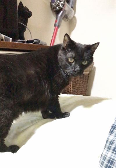 【マンガ・老猫日誌 ＃15】老猫のトイレ事情その3…19歳の元保護猫・桃姐（サムネイル画像5）