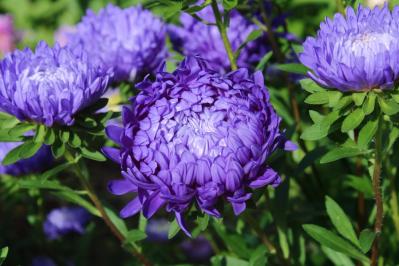 秋にタネから育てる一年草【おすすめ8選】初心者でもできる育苗のコツ（サムネイル画像11）