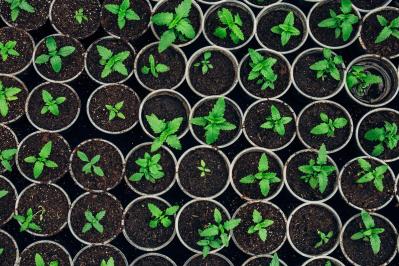 秋にタネから育てる一年草【おすすめ8選】初心者でもできる育苗のコツ（サムネイル画像2）