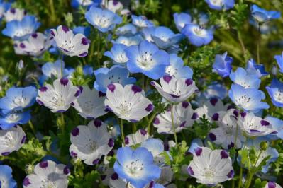 秋にタネから育てる一年草【おすすめ8選】初心者でもできる育苗のコツ（サムネイル画像17）