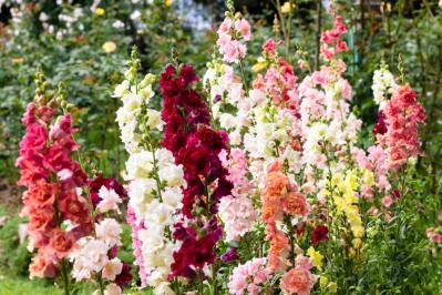 秋にタネから育てる一年草【おすすめ8選】初心者でもできる育苗のコツ（サムネイル画像9）