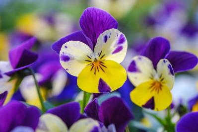 秋にタネから育てる一年草【おすすめ8選】初心者でもできる育苗のコツ（サムネイル画像14）