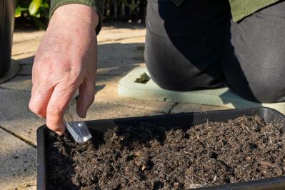 秋にタネから育てる一年草【おすすめ8選】初心者でもできる育苗のコツ（サムネイル画像3）