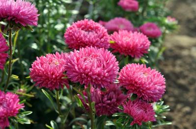 秋にタネから育てる一年草【おすすめ8選】初心者でもできる育苗のコツ（サムネイル画像12）