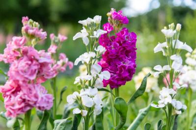 秋にタネから育てる一年草【おすすめ8選】初心者でもできる育苗のコツ（サムネイル画像15）