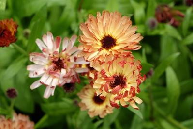 秋にタネから育てる一年草【おすすめ8選】初心者でもできる育苗のコツ（サムネイル画像20）