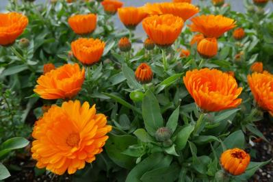 秋にタネから育てる一年草【おすすめ8選】初心者でもできる育苗のコツ（サムネイル画像19）