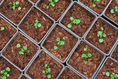 秋にタネから育てる一年草【おすすめ8選】初心者でもできる育苗のコツ（サムネイル画像13）