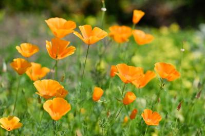 秋にタネから育てる一年草【おすすめ8選】初心者でもできる育苗のコツ（サムネイル画像10）