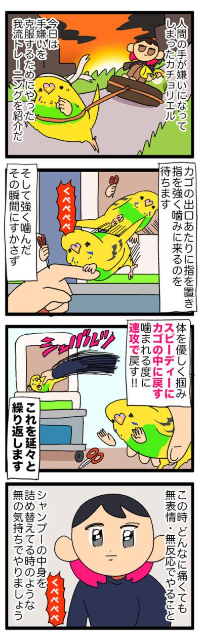 セキセイインコの“手”嫌い克服作戦！怖くて噛む子への対応法は？【鳥マンガ #126】（サムネイル画像4）