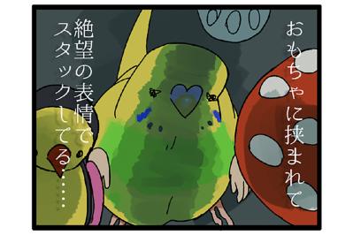 飼い主の前でヨガ!? 四面楚歌!? セキセイインコの奇想天外エピソード【鳥マンガ #123】