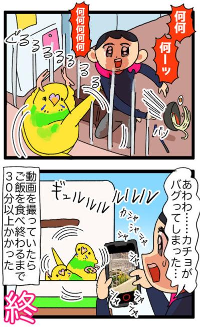 飼い主の前でヨガ!? 四面楚歌!? セキセイインコの奇想天外エピソード【鳥マンガ #123】（サムネイル画像4）