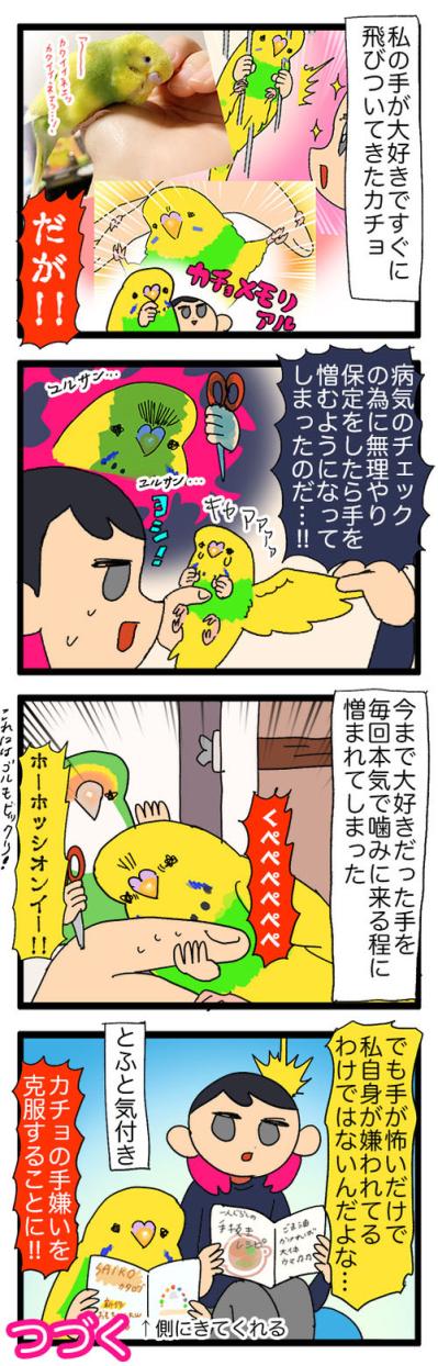 セキセイインコの“手”嫌い克服作戦！怖くて噛む子への対応法は？【鳥マンガ #126】（サムネイル画像3）