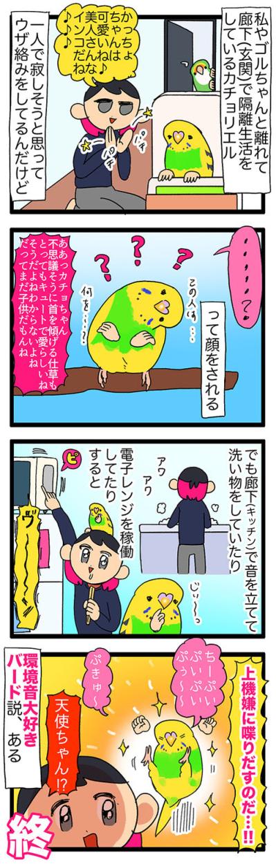 かわいさ全開！コザクラインコとセキセイインコがくれる癒やし【鳥マンガ #122】（サムネイル画像6）