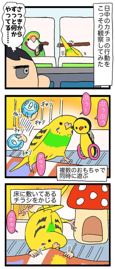 新入りセキセイインコの爆笑遊び方＆キレキャラ成長記【鳥マンガ #124】（サムネイル画像4）