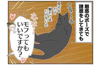 【マンガ・老猫日誌＃20】猫も歳をとると丸くなる？ 19歳の元保護猫・桃姐