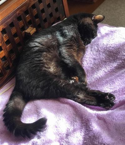 【マンガ・老猫日誌＃20】猫も歳をとると丸くなる？ 19歳の元保護猫・桃姐（サムネイル画像5）