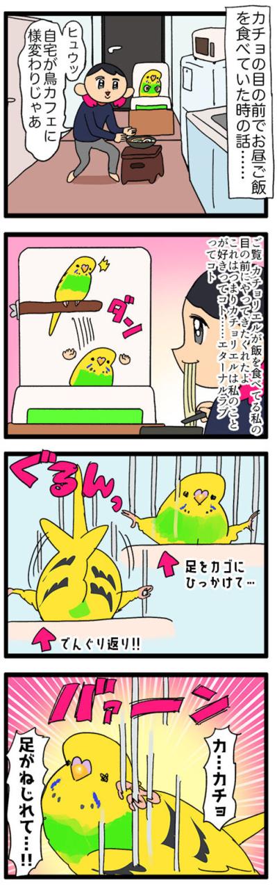飼い主の前でヨガ!? 四面楚歌!? セキセイインコの奇想天外エピソード【鳥マンガ #123】（サムネイル画像3）