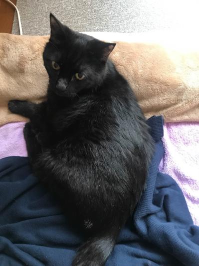 【マンガ・老猫日誌＃18】老猫、アピールする？ 19歳の元保護猫・桃姐（サムネイル画像5）