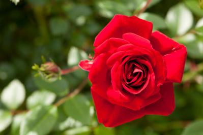 庭がなくても、狭くても大丈夫！ 鉢植えバラの育て方とおすすめポイント（サムネイル画像4）