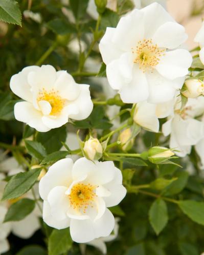 庭がなくても、狭くても大丈夫！ 鉢植えバラの育て方とおすすめポイント（サムネイル画像3）