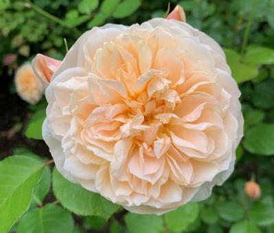 庭がなくても、狭くても大丈夫！ 鉢植えバラの育て方とおすすめポイント（サムネイル画像5）