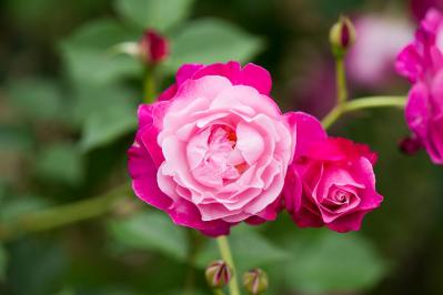 庭がなくても、狭くても大丈夫！ 鉢植えバラの育て方とおすすめポイント（サムネイル画像2）