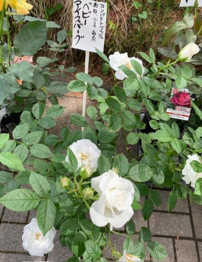 庭がなくても、狭くても大丈夫！ 鉢植えバラの育て方とおすすめポイント（サムネイル画像6）