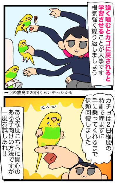 セキセイインコの“手”嫌い克服作戦！怖くて噛む子への対応法は？【鳥マンガ #126】（サムネイル画像5）