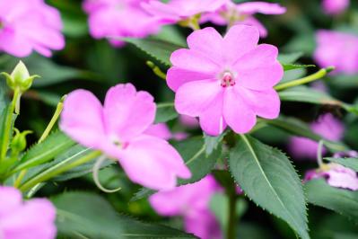 秋の日陰で育つ草花［8選］植えっぱなしでOKの宿根草も！（サムネイル画像5）