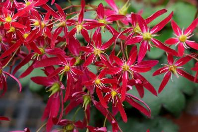 秋の日陰で育つ草花［8選］植えっぱなしでOKの宿根草も！（サムネイル画像12）