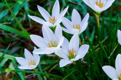 秋の日陰で育つ草花［8選］植えっぱなしでOKの宿根草も！（サムネイル画像2）