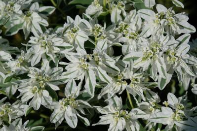 秋の日陰で育つ草花［8選］植えっぱなしでOKの宿根草も！（サムネイル画像11）