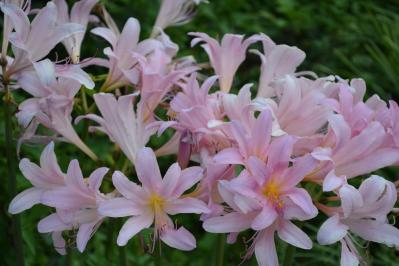 秋の日陰で育つ草花［8選］植えっぱなしでOKの宿根草も！（サムネイル画像9）
