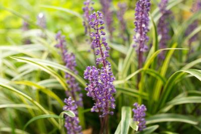 秋の日陰で育つ草花［8選］植えっぱなしでOKの宿根草も！（サムネイル画像7）