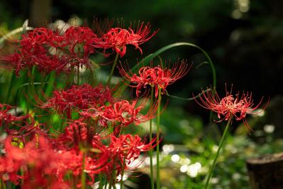 秋の日陰で育つ草花［8選］植えっぱなしでOKの宿根草も！（サムネイル画像8）