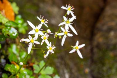 秋の日陰で育つ草花［8選］植えっぱなしでOKの宿根草も！（サムネイル画像13）