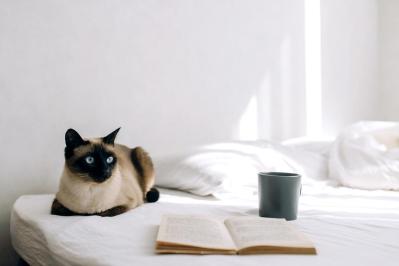 2050年には65歳以上の45％が「おひとりさま」！？不安を減らす【終活支援と費用】その全貌（サムネイル画像2）