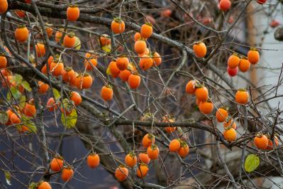 祖母の柿、母のすいか、父のぶどう……果物に込められた家族の愛