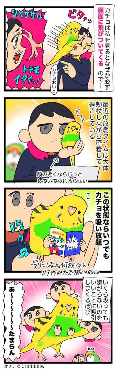 過剰スキンシップ＆こっそり人語を練習するセキセイインコの素顔【鳥マンガ #128】（サムネイル画像3）