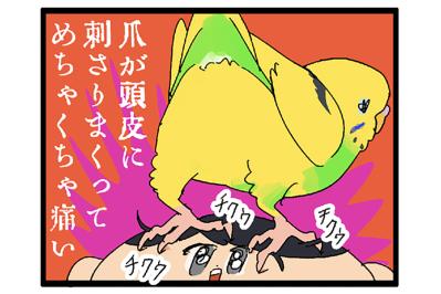 飛んで跳ねて脱走!? 目が離せないインコのハイテンション生活【鳥マンガ #129】