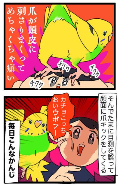 飛んで跳ねて脱走!? 目が離せないインコのハイテンション生活【鳥マンガ #129】（サムネイル画像5）